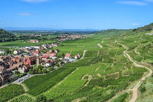 Comment se boit le riesling ?