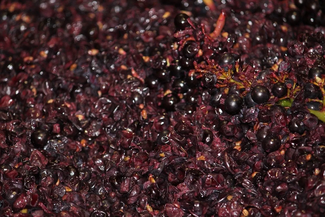 Pourquoi pinot noir ?