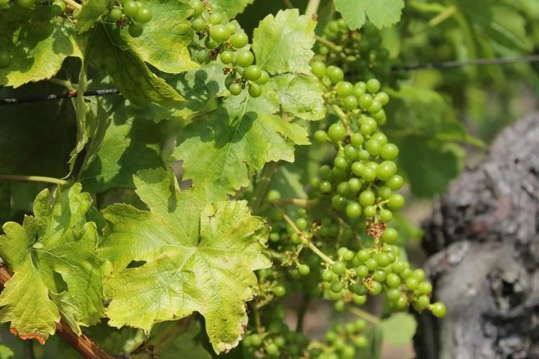 Quels sont les grands crus du Beaujolais ?