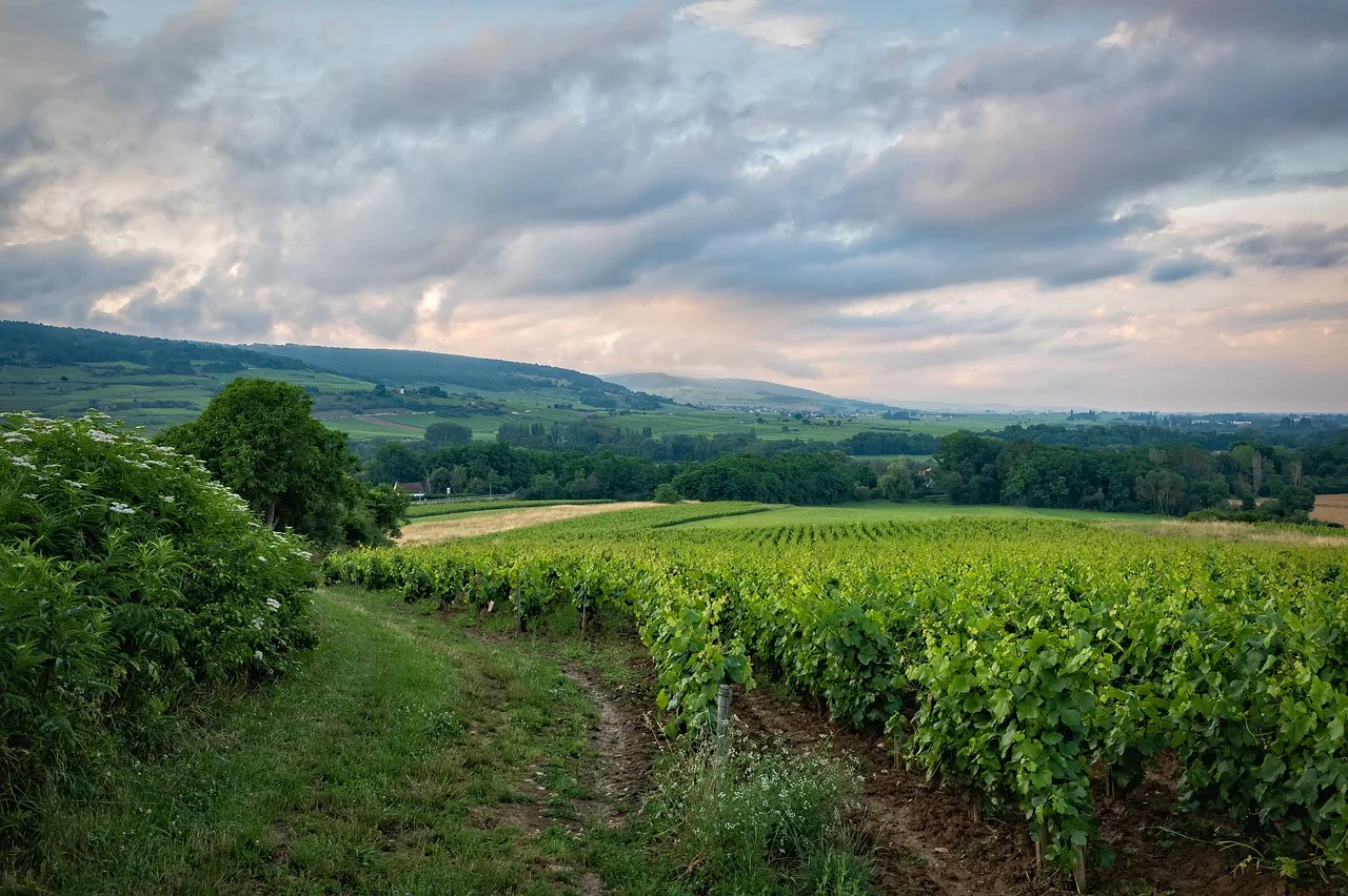 Les meilleurs vins rouges de Saint-Émilion : un voyage gustatif au cœur du Bordelais