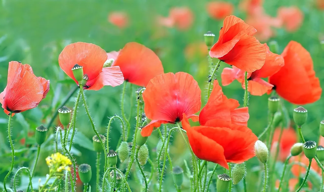 Comment faire sécher des fleurs rapidement ?