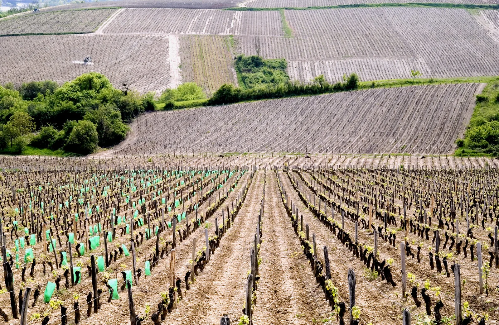 Pourquoi Bourgogne Aligoté ?