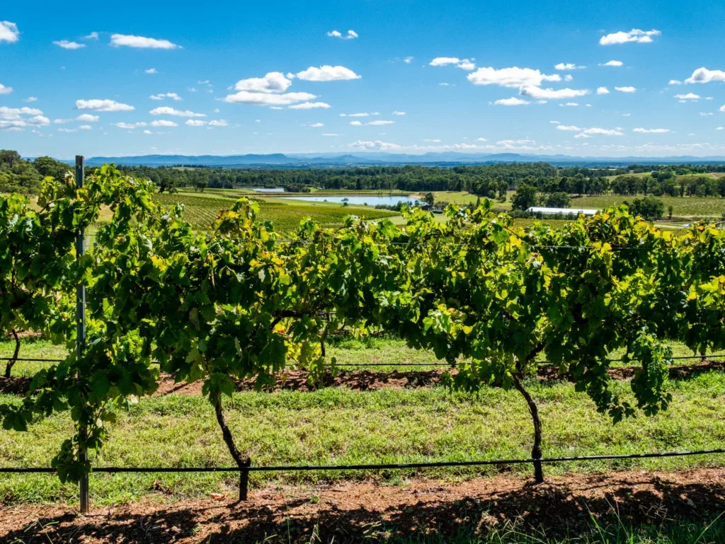 Comment faire du vin à partir du raisin ?