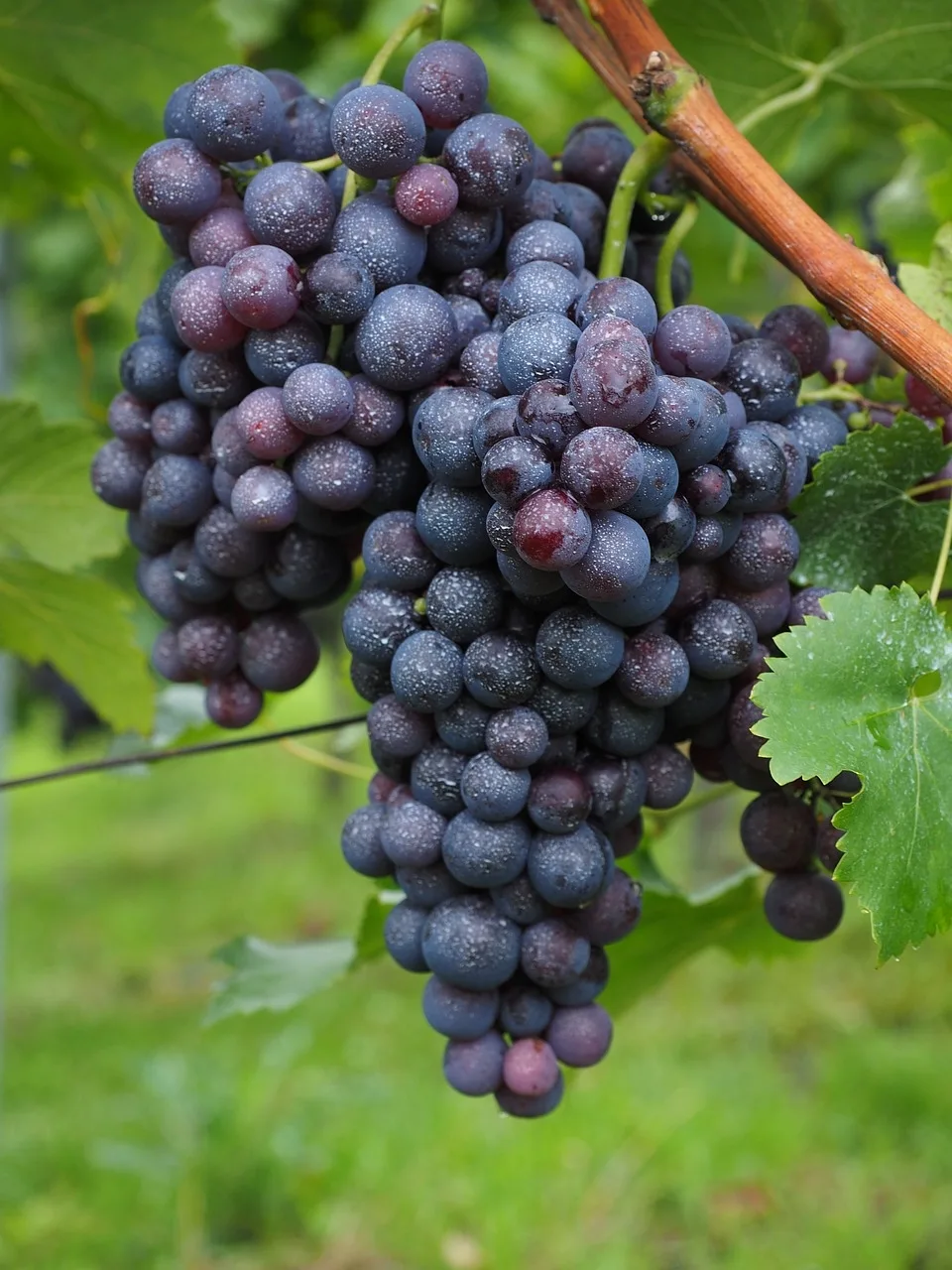 Comment se fait le Banyuls ?