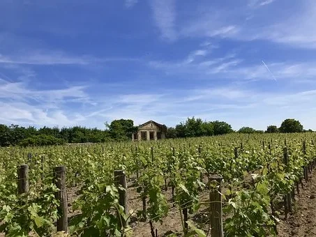 Pourquoi mettre le vin en carafe ?
