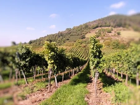 Quel vin avec cervelle de Canut ?