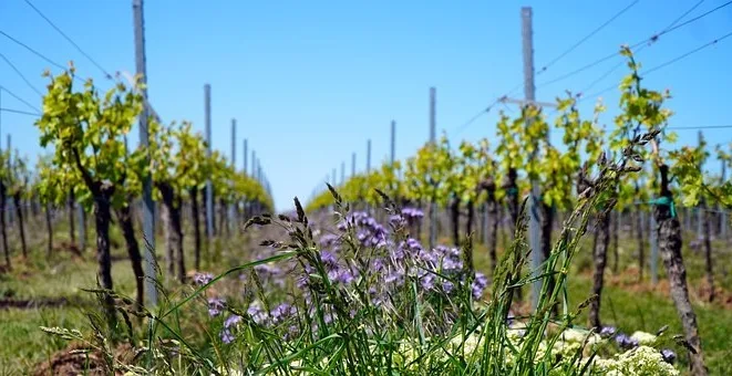Quand boire du pinot noir ?