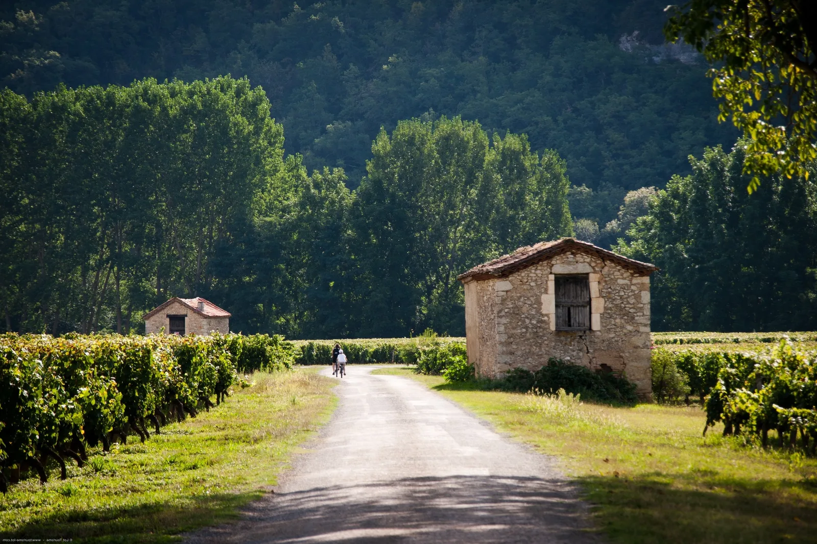 Quel est le meilleur vin blanc de Bourgogne ?