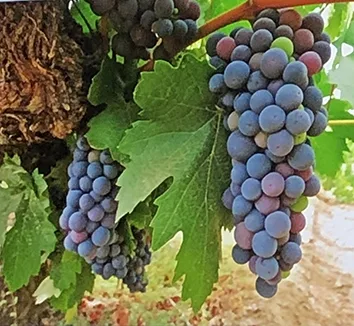 Quel plat avec un Chinon rouge ?
