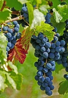 Quelle température servir vin blanc moelleux ?