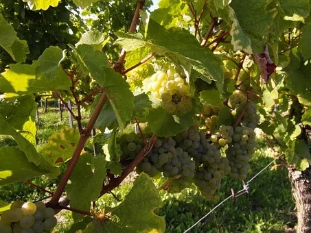 Comment déguster le beaujolais nouveau ?