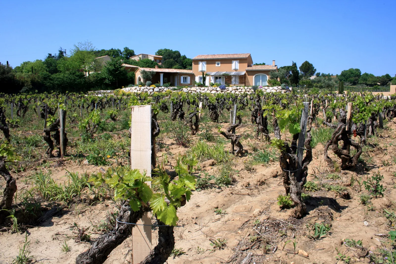 Comment boire le Chateauneuf du Pape ?
