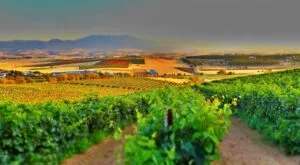 vineyard 3700026 1280